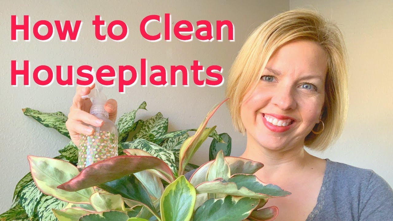 How to Clean Houseplants Improve Indoor Air Purification YUCK! Look