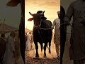 😱 Dunya Ka Sab Se Bada Bull | Giant Black Brahman