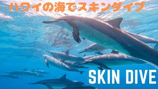 【ハワイの海でシュノーケリング】1人でスキンダイブ オアフ島の海の中をレポートしてたらイルカの群れが突っ込んできた！