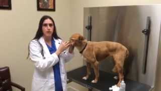 How To Clean Your Pets Ears - Parkland Veterinary Hospital