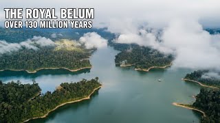 Download Lagu Royal Belum, Pahang | Malaysia’s Ancient Rainforest \u0026 Hidden Paradise MP3