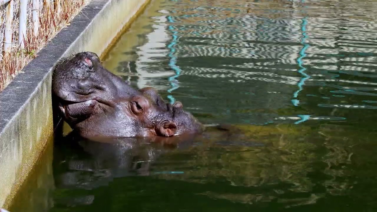 カバの休息 クローズアップ (東山動植物園) Close-up of a