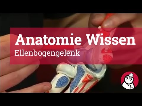 Anatomie-Wissen: Ellenbogengelenk