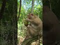 Watch Our Adorable Pig-tail Monkeys Stay Away from Roads & Temples! ❤️#virals #monkey #Amber #Sovana