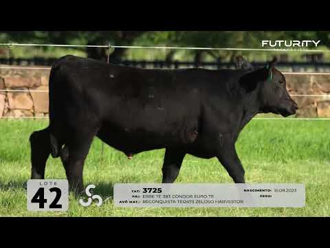 LOTE 42   TAT 3725 M Angus