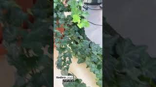 نبات hedera او نبات اللبلاب