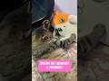 ❓Почему кот засыпает в раковине? #cat