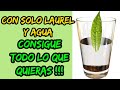 UN VASO DE AGUA Y UNA HOJA DE LAUREL. El secreto mejor guardado. Descúbrelo hoy.