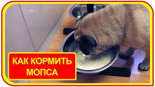 Чем кормить щенка мопса в 5-9-10-11 месяцев. Рацион питания для собаки. #кормдлященка