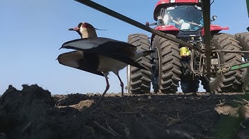 Farmer Lifts Tractor to Save Bird and Nest || ViralHog