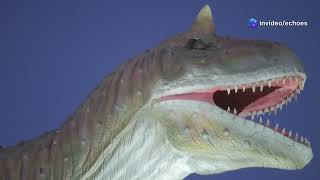 Unveiling The Pterodactyl: Ancient creatures of the Sky