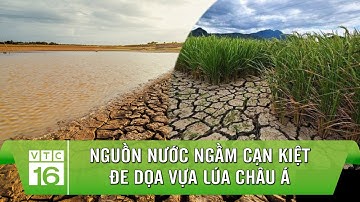 Nguồn nước ngầm cạn kiệt đe dọa người trồng lúa | VTC16