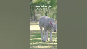 آيات عن الحيوانات المذكورة في القرآن الكريم القرآن الكريم 