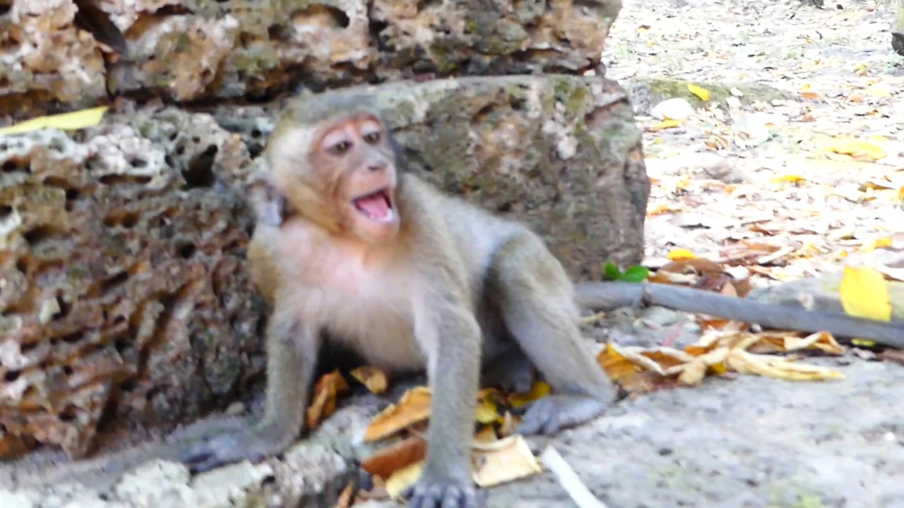 He cries so hurt angry it's mom, Baby monkey cry so loudly, It cries cos angry it's mommy hit him