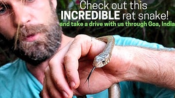 We rescued a beautiful rat snake that got TRAPPED in a fishing net #snakerescue #wildliferescue