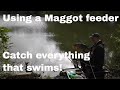 CATCH MORE FISH and WIN MORE MATCHES with this almost forgotten tactic! | Maggot Feeder fishing