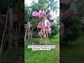 Mau Buah Kelengkeng Bersih dan Mulus? #buah #fruit #petani #reels #video #usa #pertanian #fypシ