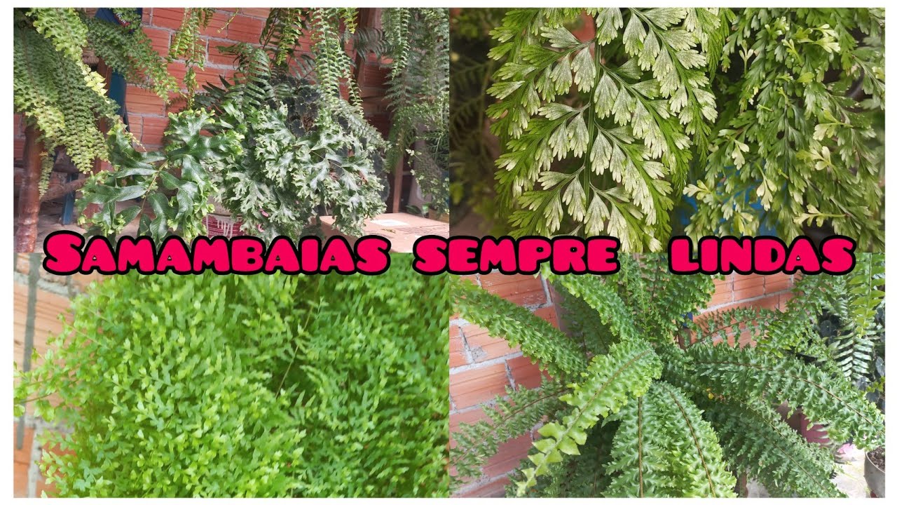 como  cuidar  das samambaias  e deixá-las bem verdinhas