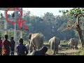 TERRIFIED MAN ON WATCH TOWER CRYING FOR HELP || STUCK IN THE MIDDLE OF ELEPHANT HERD