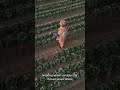 How One Man Saved Billions from Starvation – The Story of Norman Borlaug