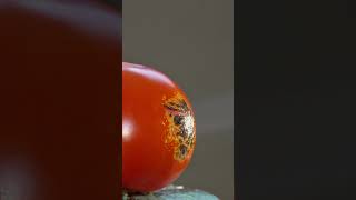 Tomato And Gas Burner Macro Video Asmr Original Sound