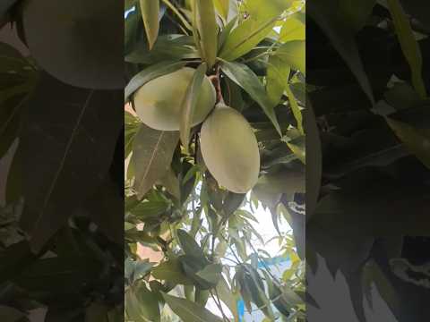 chapta aam chat #trending #live #tiktok #youtubeshorts #summer #mango #health #viral #shorts #art