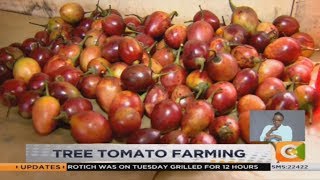 SMART FARM | Tree Tomato Farming