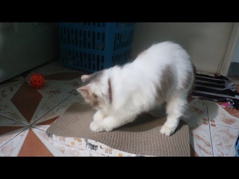 วีดีโอ: วิธีเลือกที่ลับเล็บให้แมว