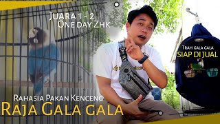 Rahasia penting pakan kenceng untuk lovebird konslet gala gala juara 1 2 Sang legend konslet