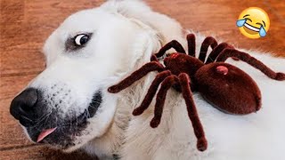 Funny Animal Videos 2022 - Funniest Cats And Dogs Videos #3 by Wow Animals 12,490 views 1 year ago 8 minutes, 38 seconds