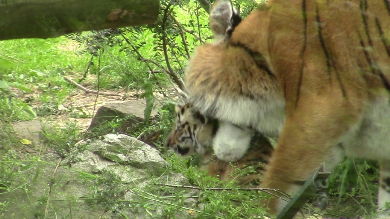 Maman Tigre Et Ses 3 Bebes Zoo La Boissiere Du Dore Youtube