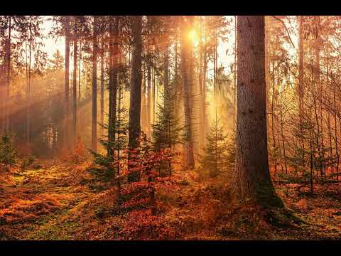Kur studēt, lai darbdiena būtu nevis ofisā, bet mežā?