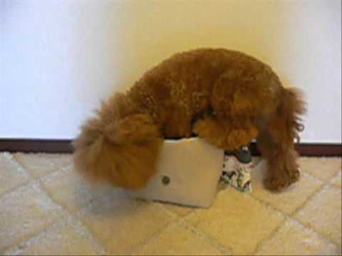 トイプードルロビンのバッグイン おもしろ犬動画 Youtube トイプードルロビンのバッグイン おもしろ犬動画 Youtube