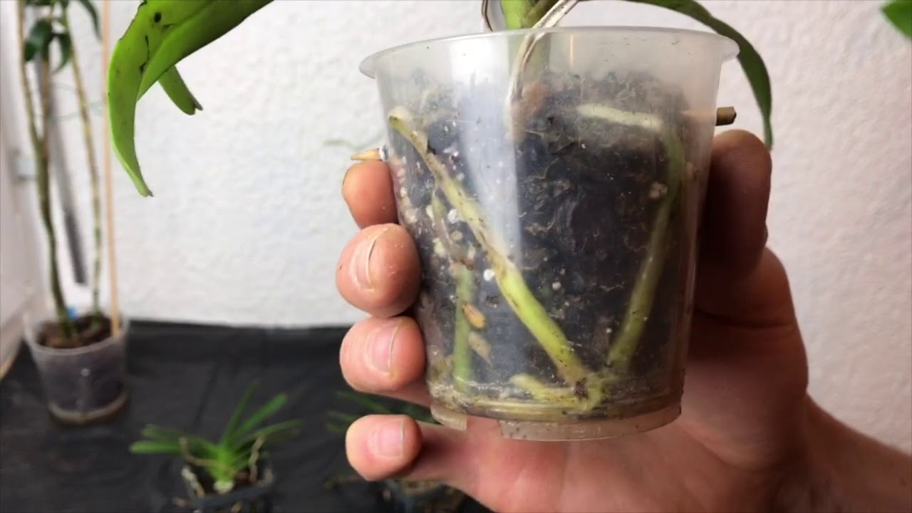 Vanda in Orchideensubstrat: Wann die Topfkultur funktioniert