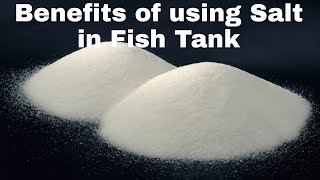 Advantages and Disadvantages of Adding Salt in Fish Tank, Aquarium | Aquarium Salt in Fish Tank |