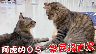 貓咪小短篇-阿虎OS：帶屁孩真累