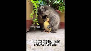 家を失った子アライグマが#動物世界 #動物 #funny #犬 #面白い