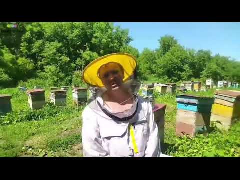 Качка меда 24г,