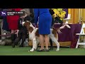 Setters (Irish Red and White) | Breed Judging 2020 の動画、YouTube動画。