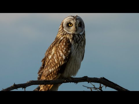 Болотная Сова и её Гнездовая жизнь / Short-eared owl and its nest