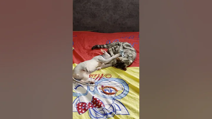 Video 7002911: sphynx cat fight, sphinx cat, sphynx cat playing, cutest cat fight, baby cat tiger, adorable kitty