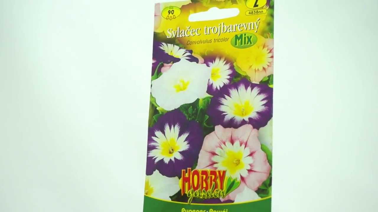Svlačec trojbarevný Mix
