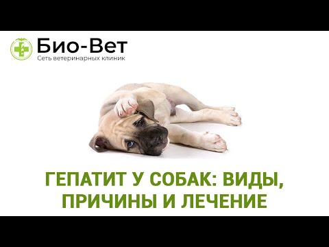 Гепатит у собак: виды, возможные причины и лечение // Ветеринарная клиника Био-Вет