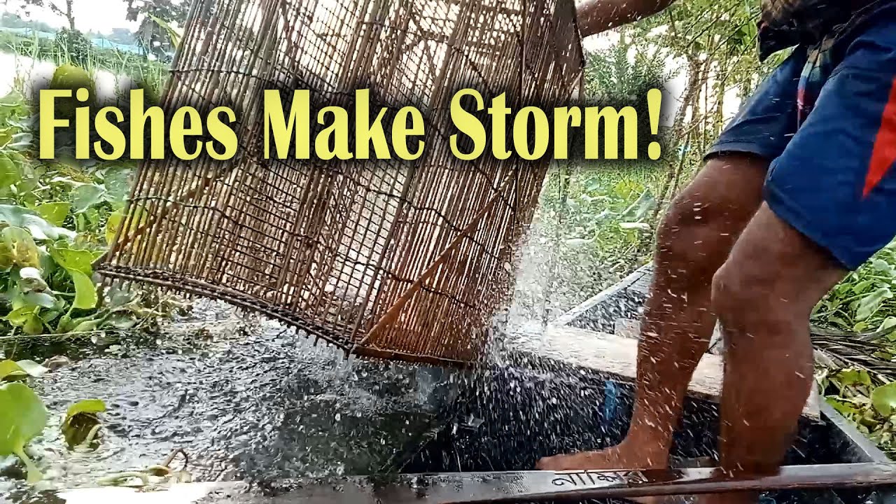 Fishes Make Storm in Bamboo Cage! Catching Abundant Fish in Beel