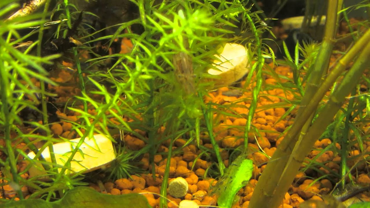 あっ これおいらが乗るやつじゃん