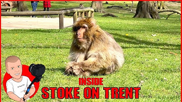 Inside the Monkey Forest | Stoke on Trent | Trentham
