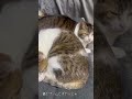 マットでくつろぐ猫さん達