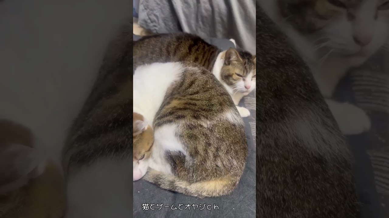 マットでくつろぐ猫さん達