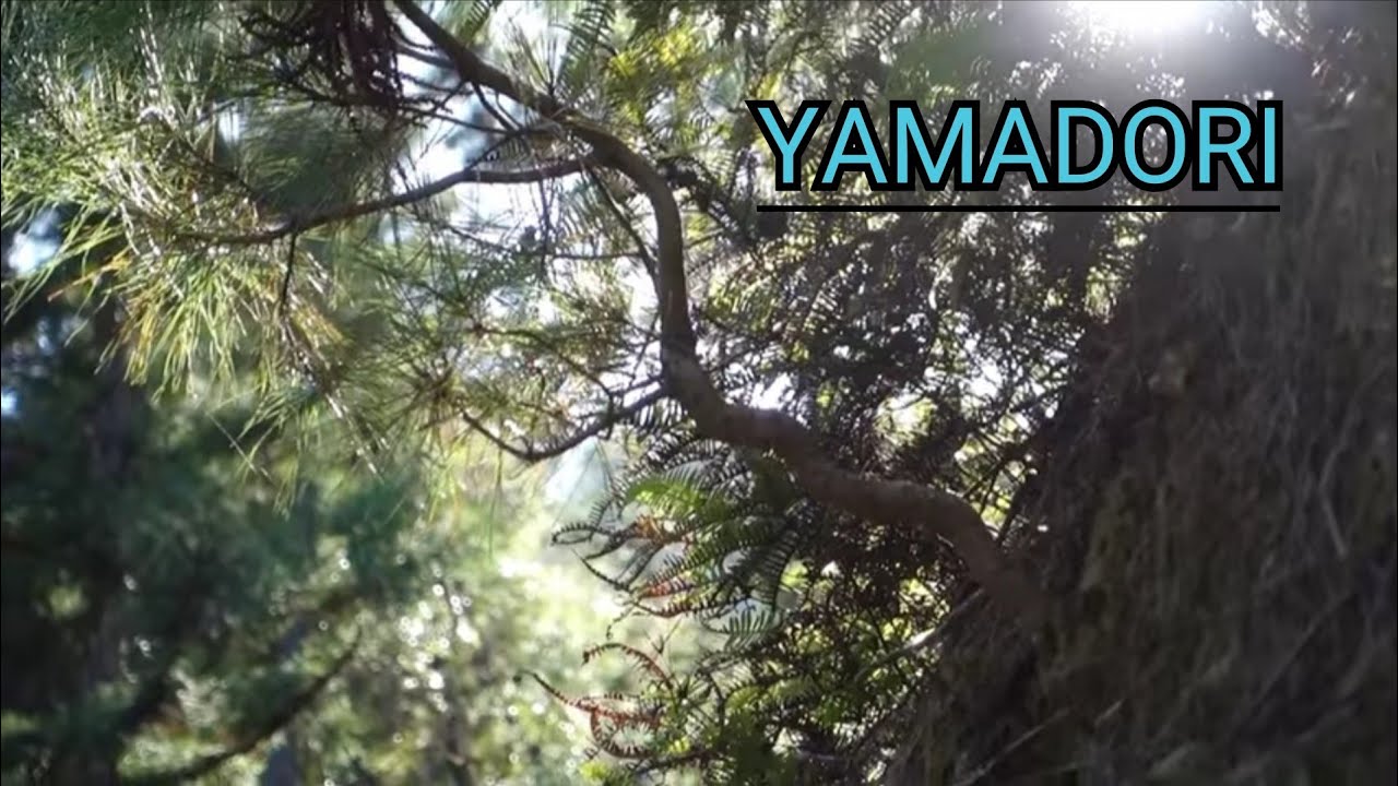 Bonsai diary】 仕事現場の人工林から赤松を山採り ♯326 - YouTube