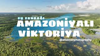 Dünyanın ən böyük və ən qəddar su zanbağı: Amazoniyalı Viktoriya